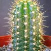Coleocephalocereus